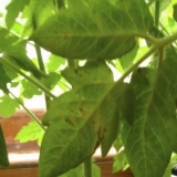 Zašto listovi opadaju sa sadnica paradajza kod kuće